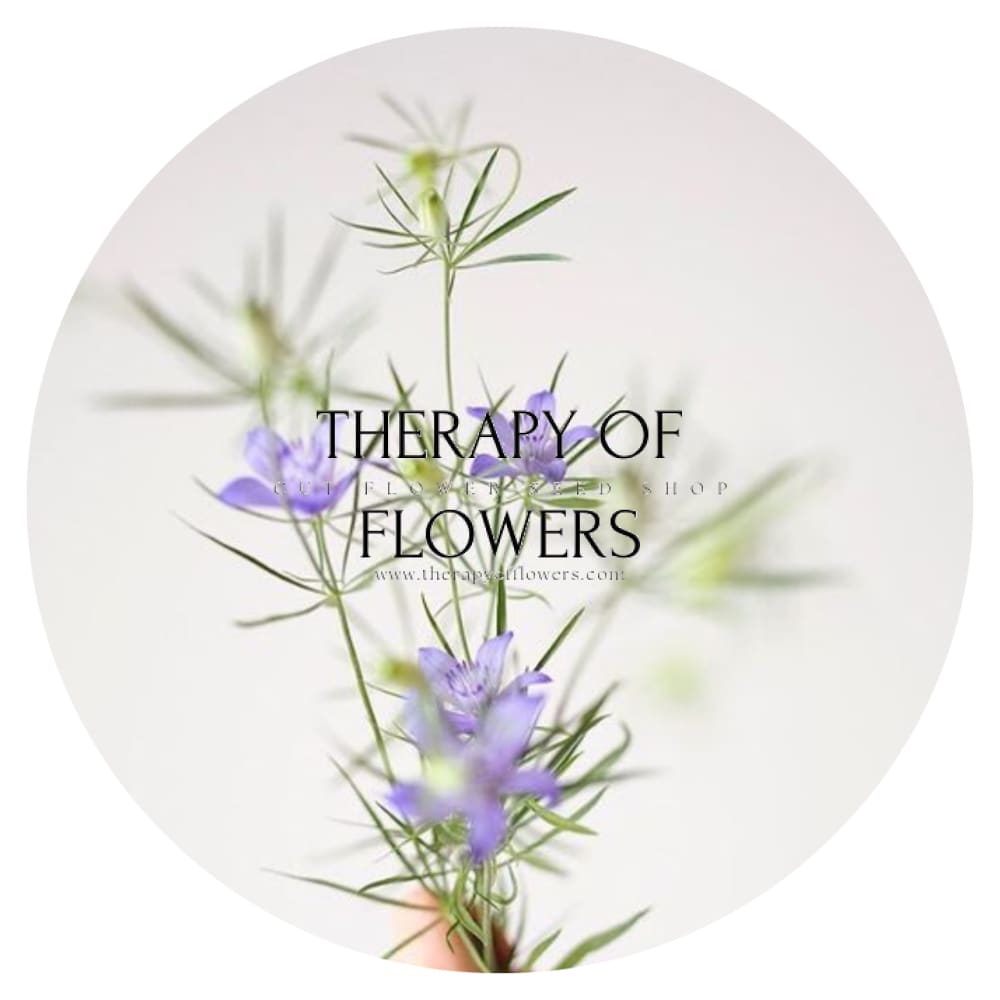 Nigella bucharica Blue Stars therapyofflowers.com