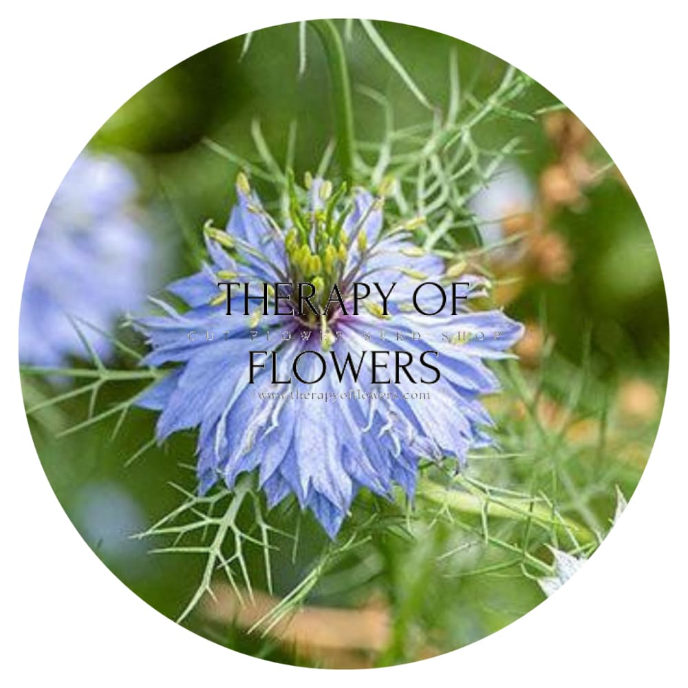 Nigella damascena Miss Jekyll Light Blue therapyofflowers.com