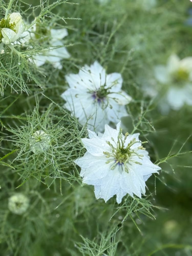 Nigella damascena Miss Jekyll white | Love-in-a-Mist