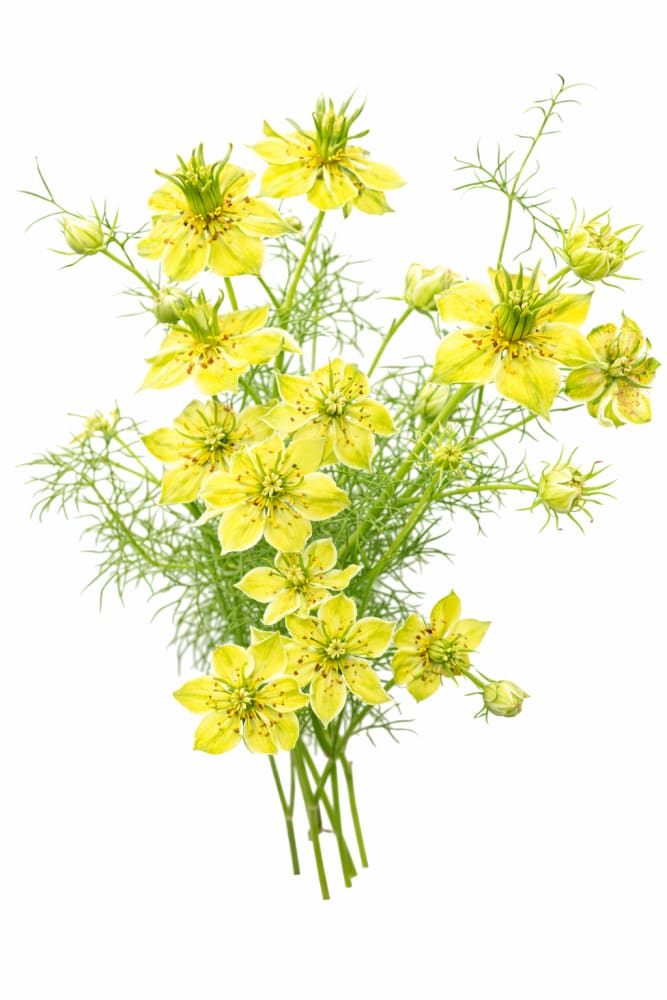 Nigella orientalis 'Transformer' – Yellow Love-in-a-Mist Seeds for