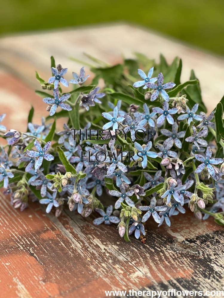 Tweedia coerulea Heavenly Blue