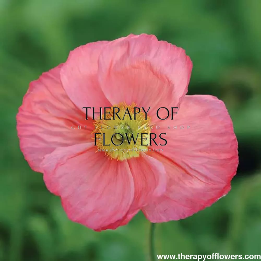 Papaver nudicaule Champagne Bubbles Pink therapyofflowers.com