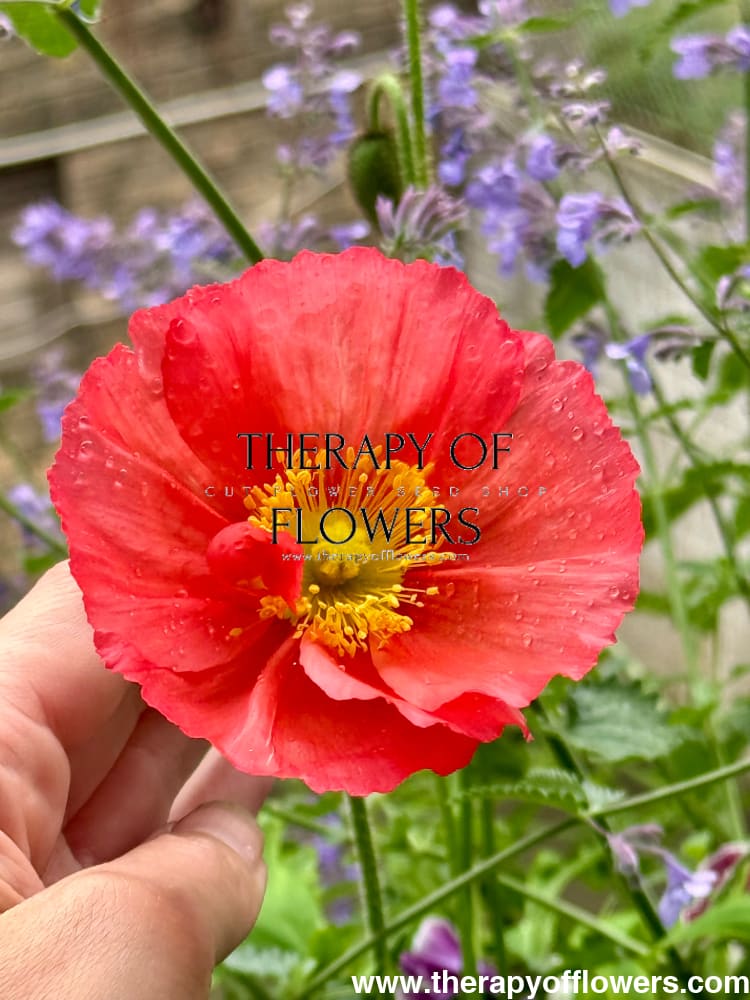 Papaver nudicaule Champagne Bubbles Pink therapyofflowers.com