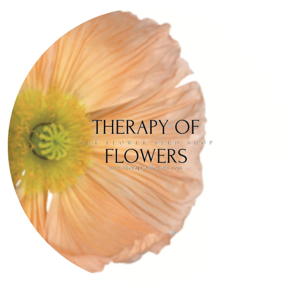 Papaver nudicaule Colibrì® CHIARO PASTELLO therapyofflowers.com