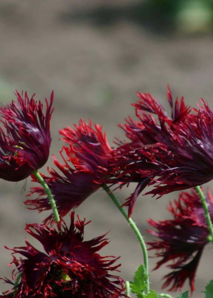 Papaver somniferum Black Swan | Breadseed Poppies | Feathered Poppy - 1 gram - Seeds