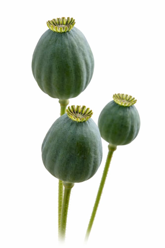 papaver somniferum seeds to plant Papaver somniferum Bowling Ball – Striking Globe-Shaped Poppy for Gardens – therapyofflowers.com