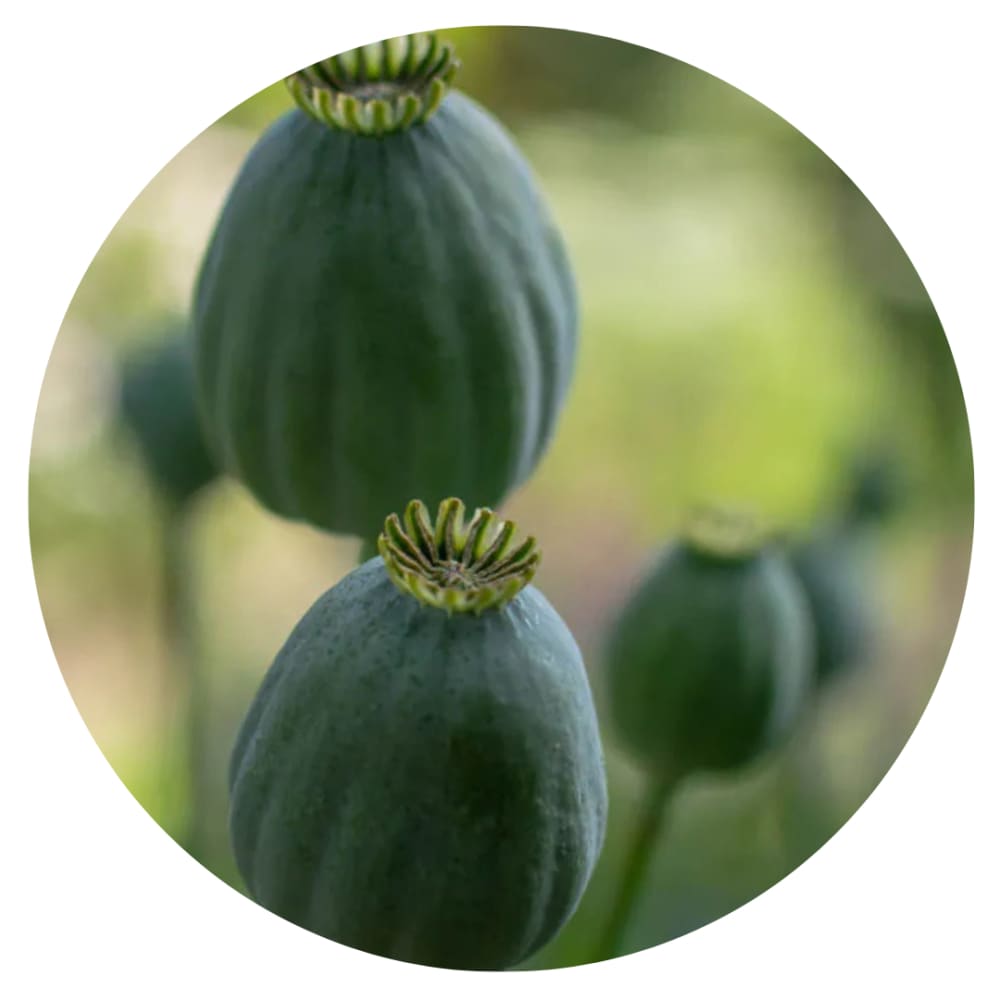 Papaver somniferum Bowling Ball therapyofflowers.com