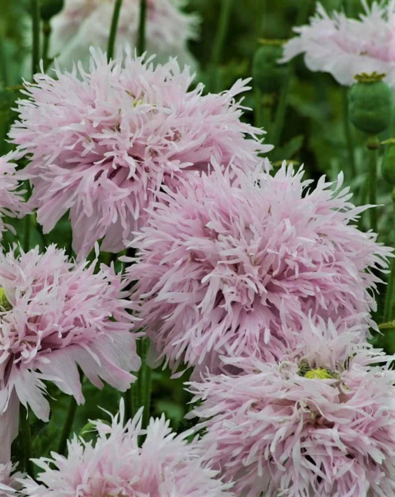 Papaver somniferum Lilac Pompom | Breadseed Poppies | Feathered Poppy therapyofflowers.com