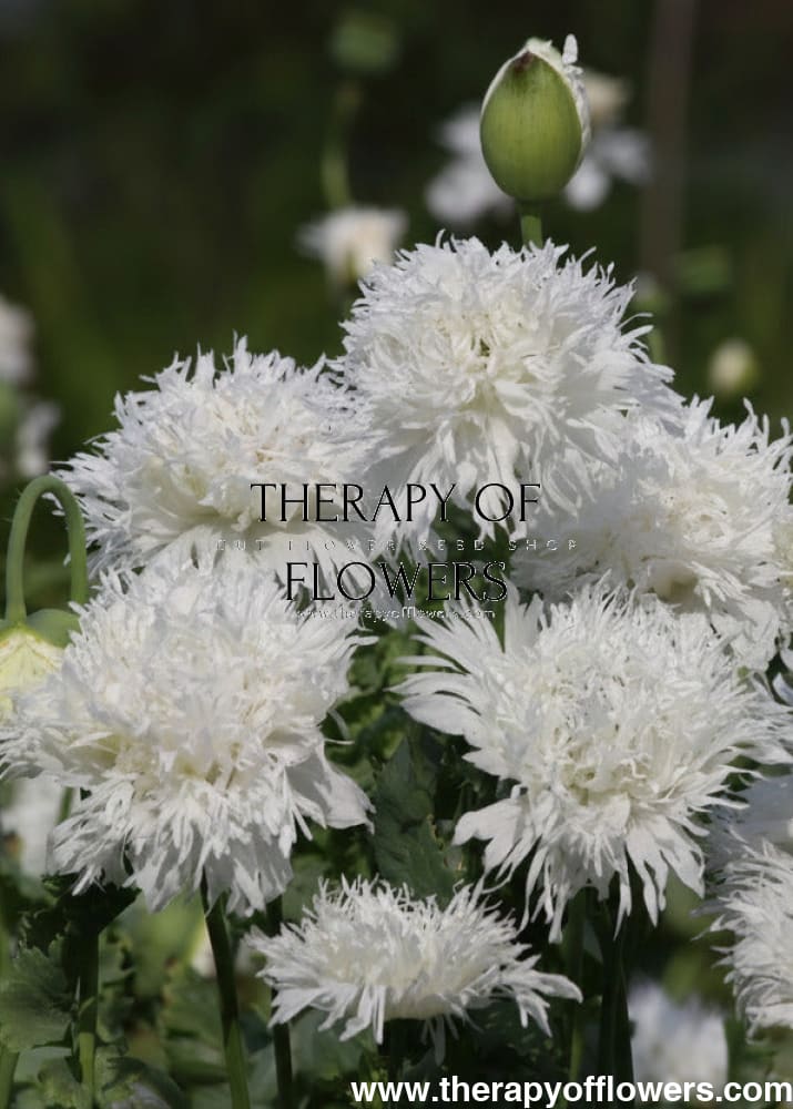 Papaver somniferum White Swan | Breadseed Poppies | Feathered Poppy therapyofflowers.com