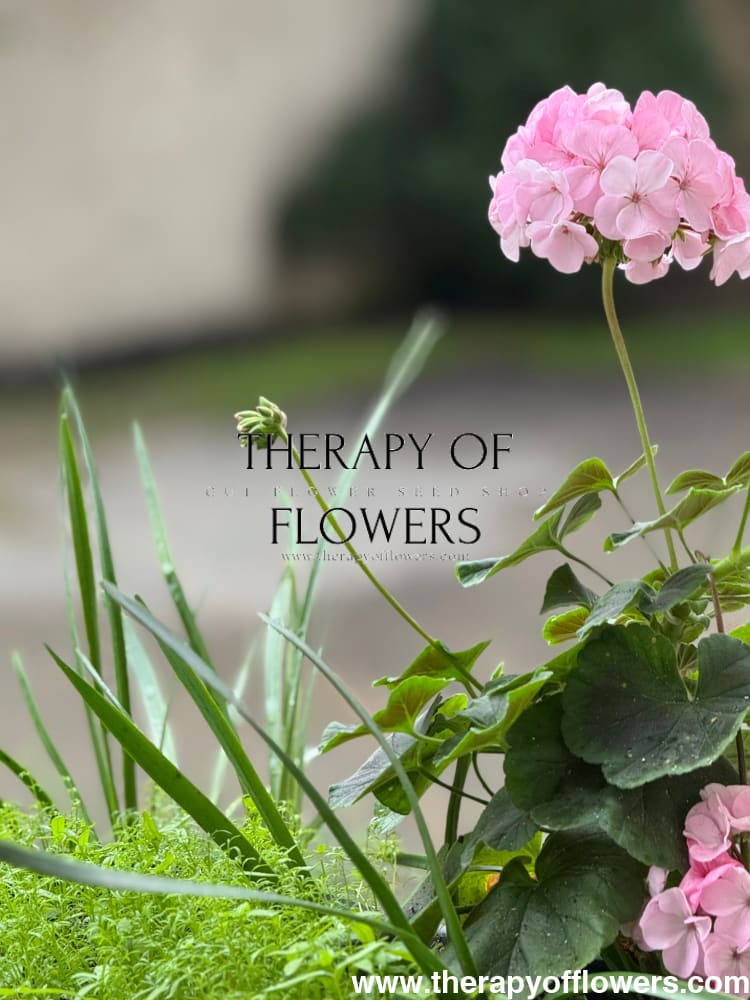 Pelargonium x hortorum BullsEye™ Light Pink therapyofflowers.com