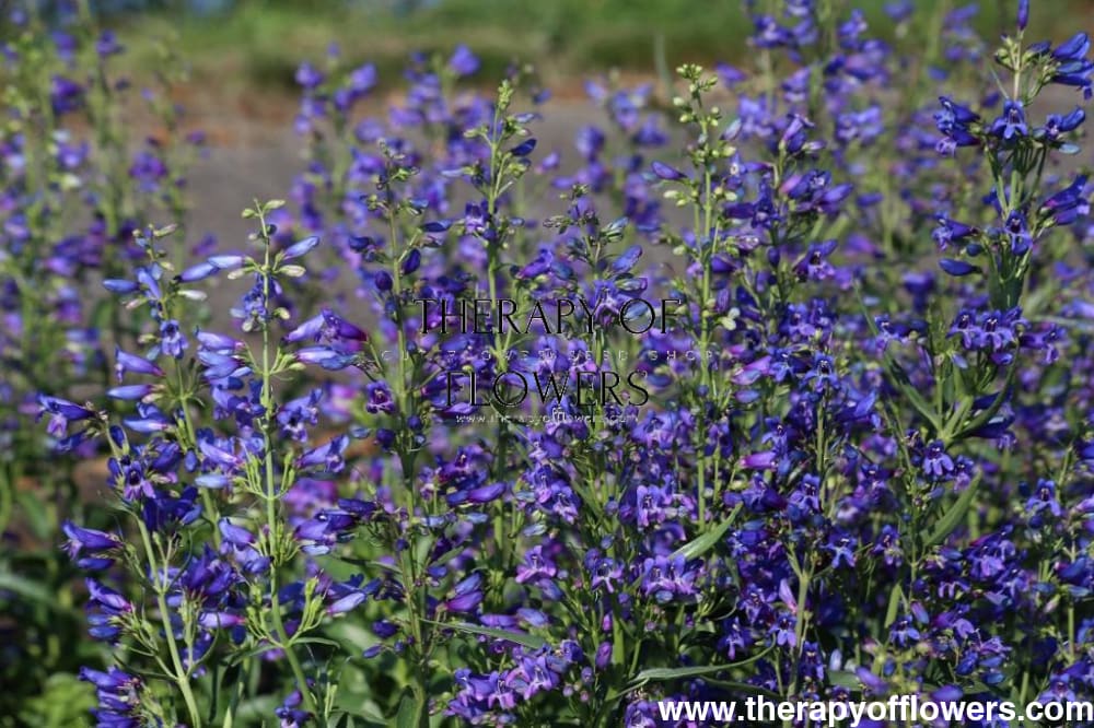 Penstemon barbatus Twizzle Blue therapyofflowers.com