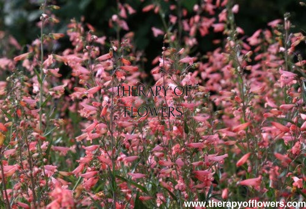 Penstemon barbatus Twizzle Coral therapyofflowers.com