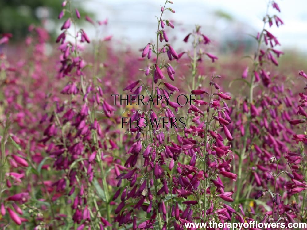 Penstemon barbatus Twizzle Purple therapyofflowers.com