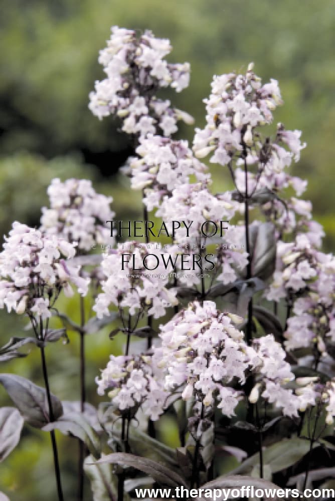 PENSTEMON digitalis MYSTICA