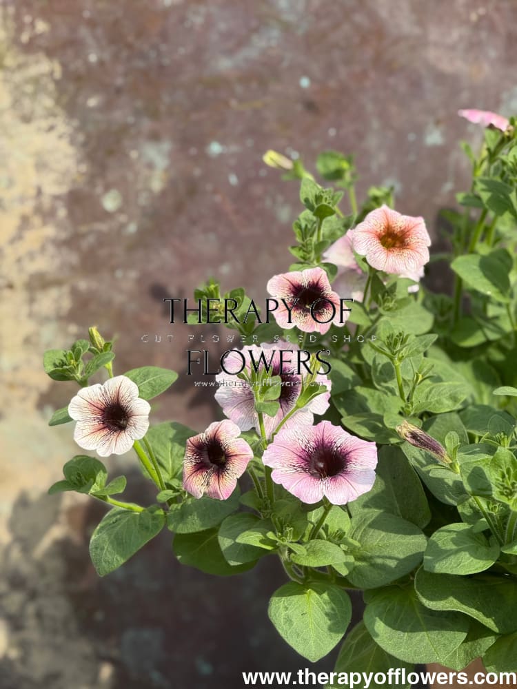 Petunia x hybrida Pendolino Dark Ice F1 | Petunia | Pelleted therapyofflowers.com