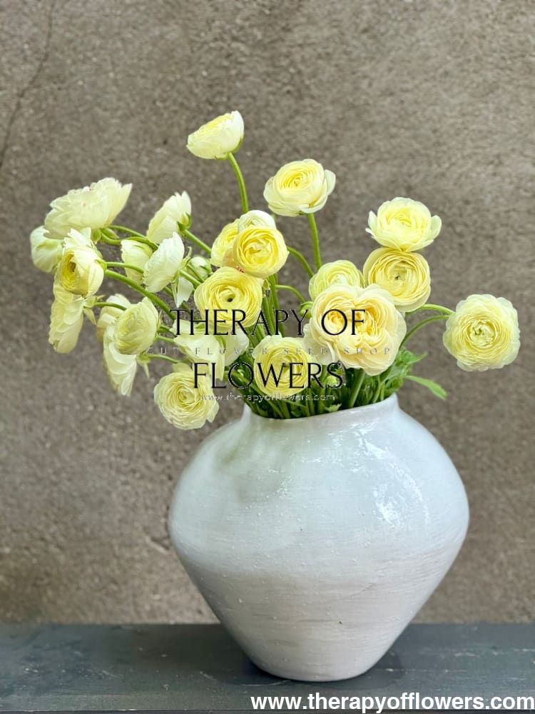 Ranunculus Elegance® CREMA light | Italian Ranunculus | Corm size: 2/3 therapyofflowers.com