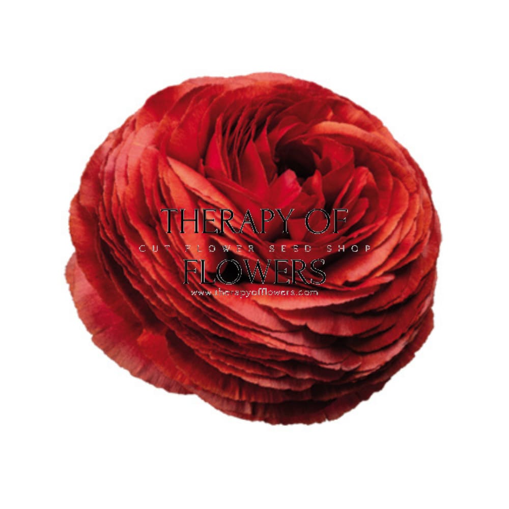 Ranunculus Elegance® CIOCCOLATO therapyofflowers.com