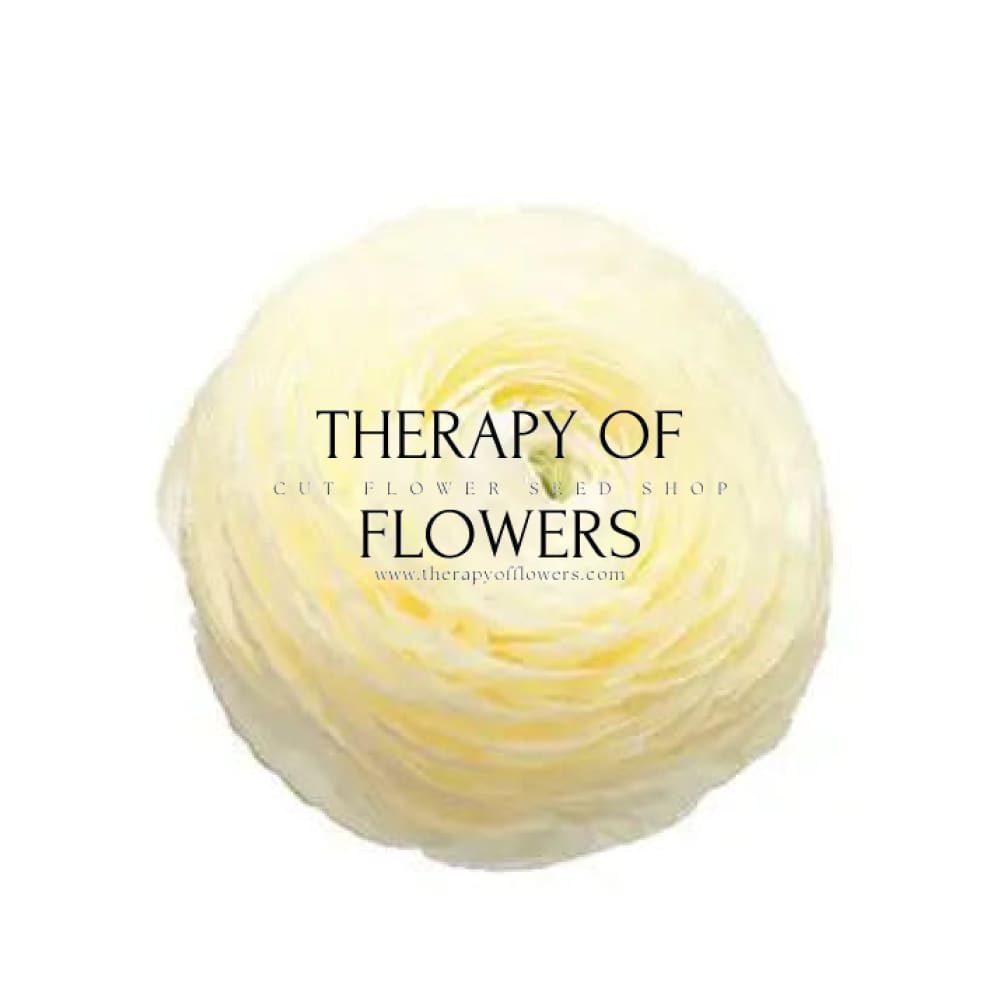 Ranunculus Elegance® CREMA light.