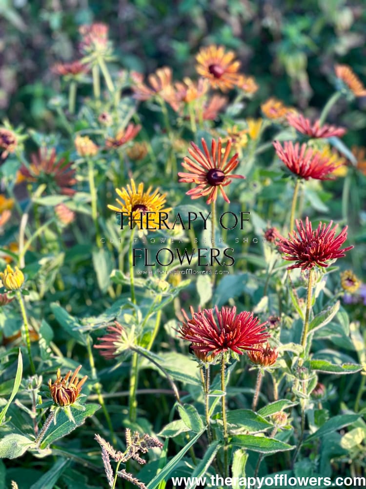 Rudbeckia hirta Chim Chiminee therapyofflowers.com