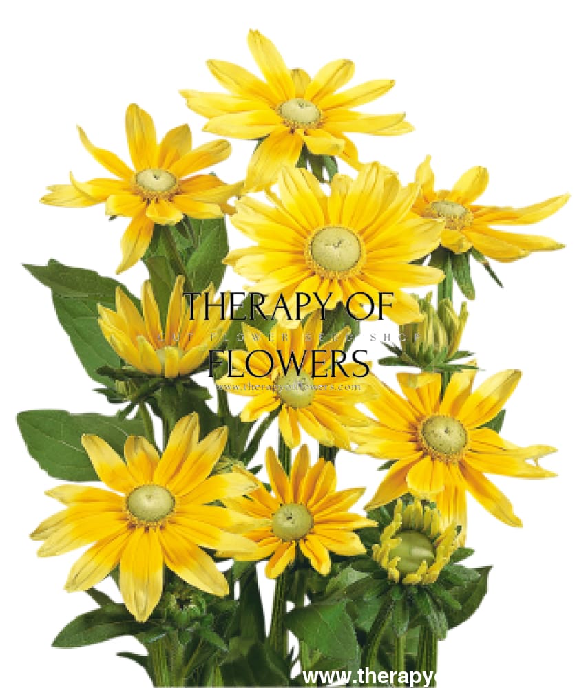 Rudbeckia hirta Prairie Sun | Black-Eyed Susan | Pelleted therapyofflowers.com