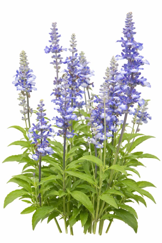 mystical flower seeds Salvia farinacea 'Fairy Queen'