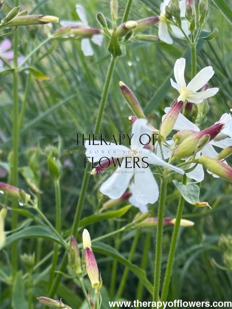 Saponaria officinalis Graciella White | Soapwort therapyofflowers.com