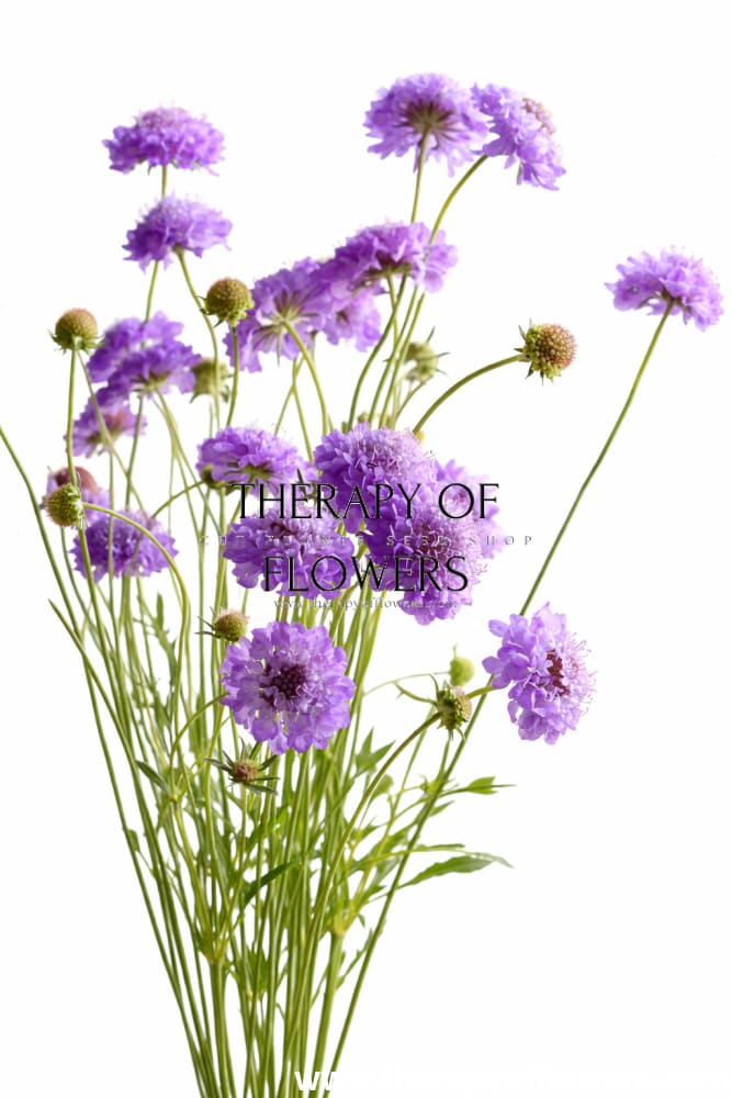 Scabiosa atropurpurea Oxford Blue | Sweet Scabious | Pincushion Flower therapyofflowers.com