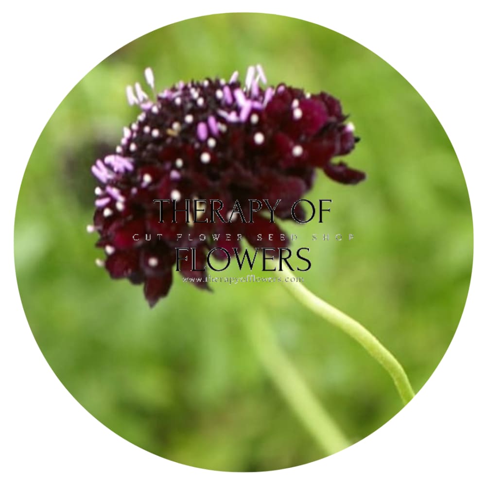 Scabiosa atropurpurea QIS® Black Purple | Sweet Scabious | Pincushion Flower therapyofflowers.com