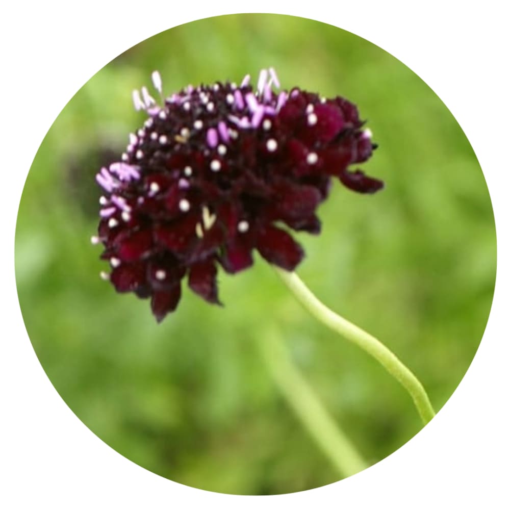 Scabiosa atropurpurea QIS® Black Purple | Sweet Scabious | Pincushion Flower therapyofflowers.com
