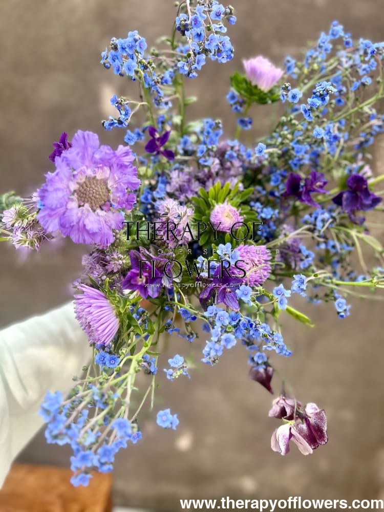 Scabiosa caucasica Fama® Blue | Pincushion Flower | Cut Flower therapyofflowers.com