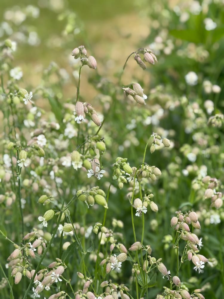 lantern plant seeds Silene vulgaris 'Blushing Lantern' Seeds