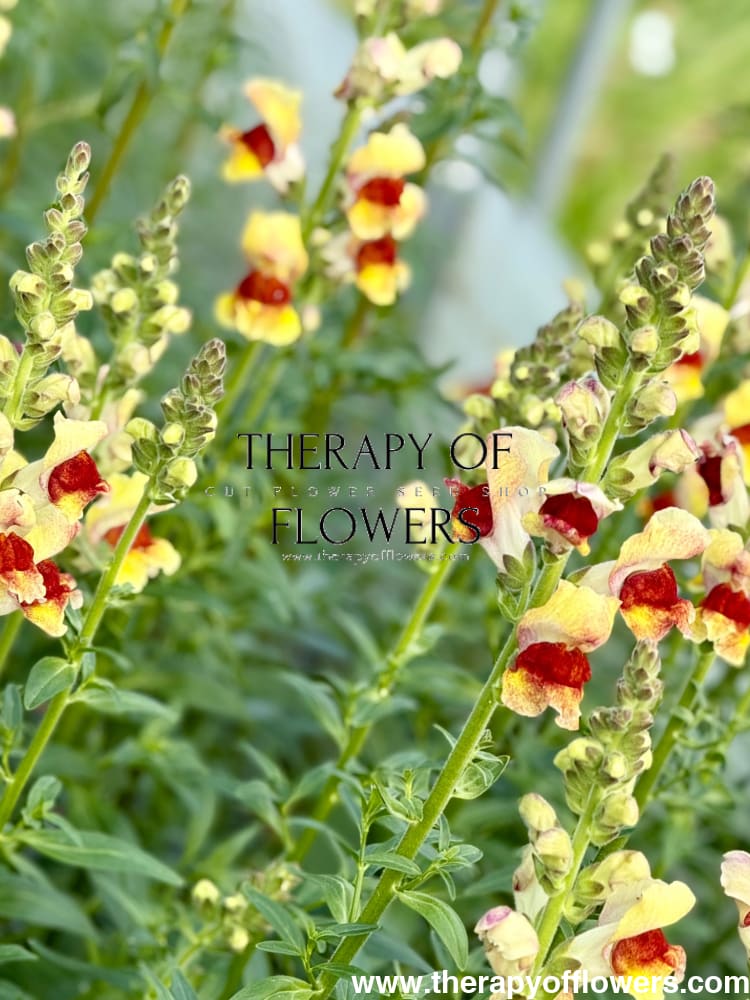 Snapdragon Avignon Bicolor Yellow F1 | Group 2 | Antirrhinum majus therapyofflowers.com