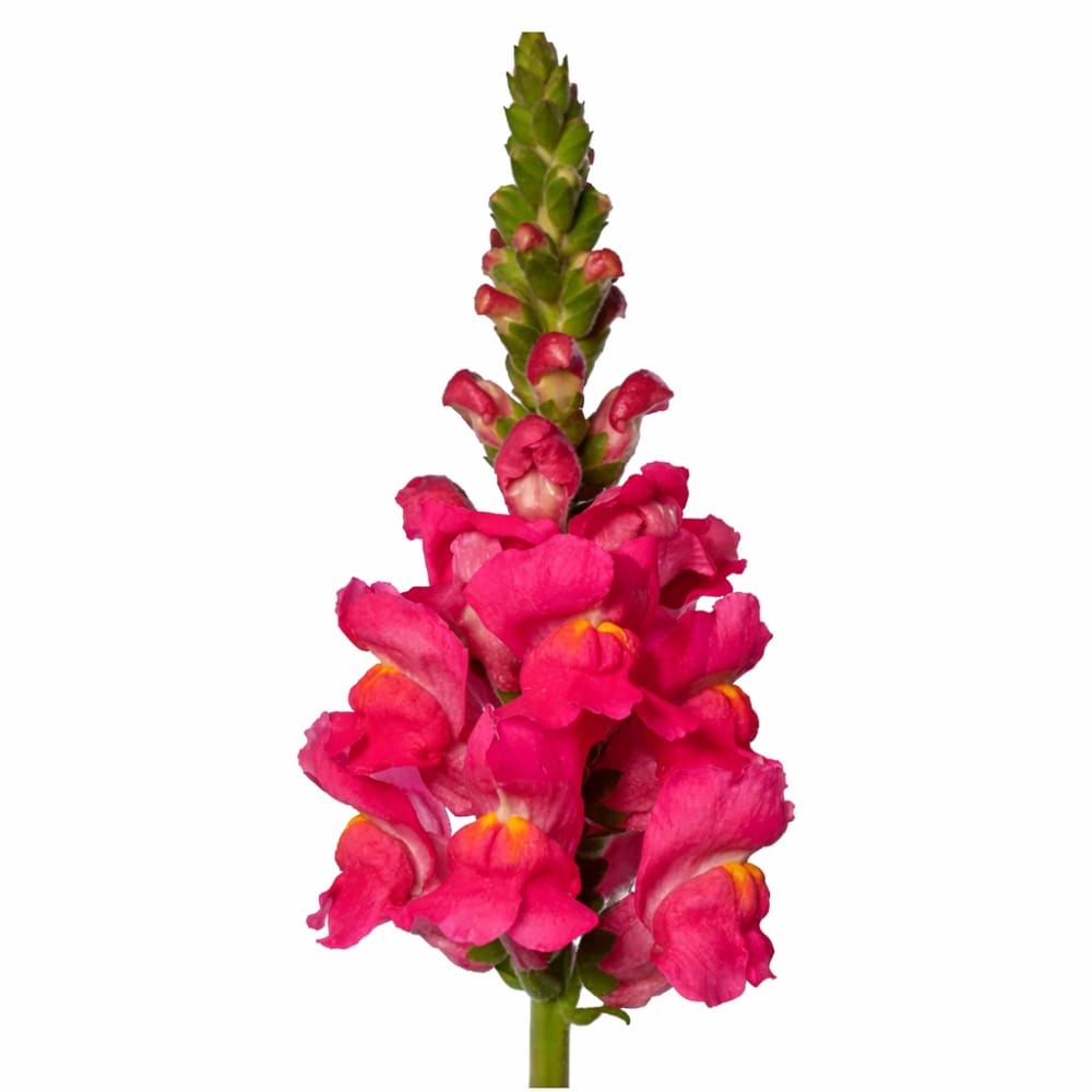 Snapdragon Avignon Deep Rose F1 | Group 2 | Antirrhinum majus therapyofflowers.com