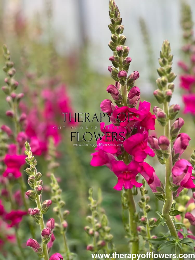 Snapdragon Costa Summer Purple F1 therapyofflowers.com