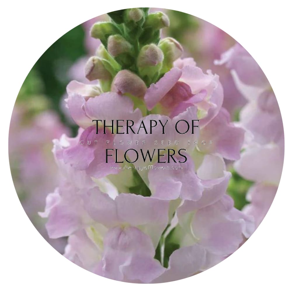 Snapdragon Legend Light Pink F1 | Group 1 therapyofflowers.com