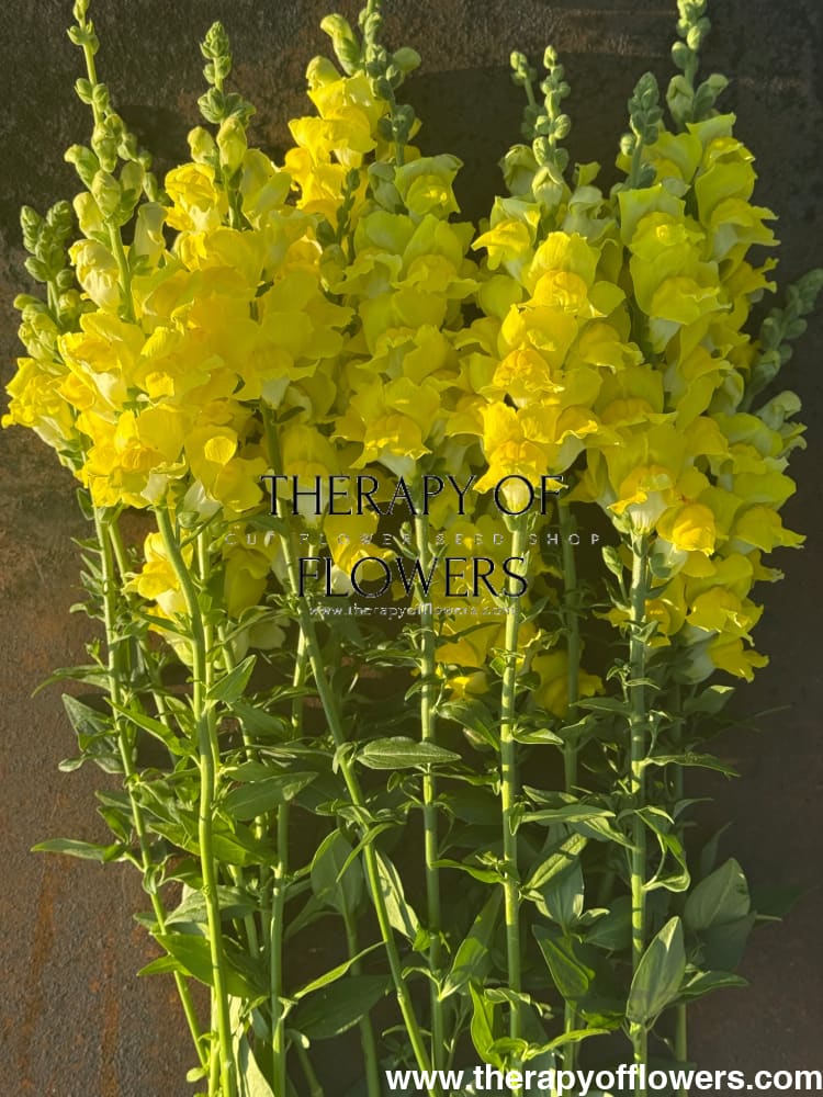 Snapdragon Legend Yellow F1 | Group 1 | Antirrhinum majus therapyofflowers.com