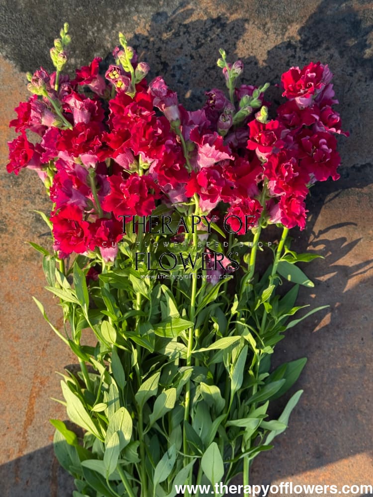 Snapdragon Madame Butterfly Red therapyofflowers.com
