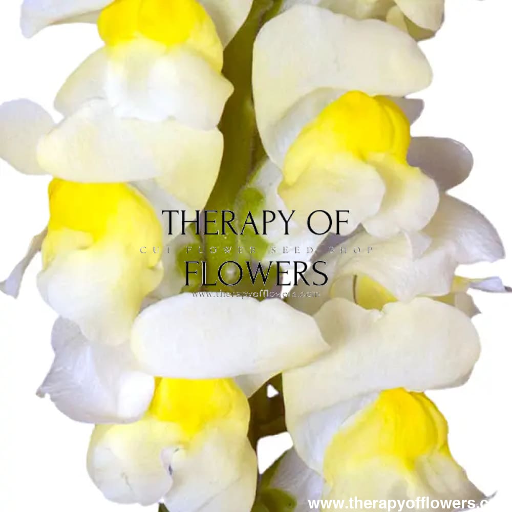 Snapdragon Orleans Early Lemon F1 | Group 3,4 | Antirrhinum majus - Seeds