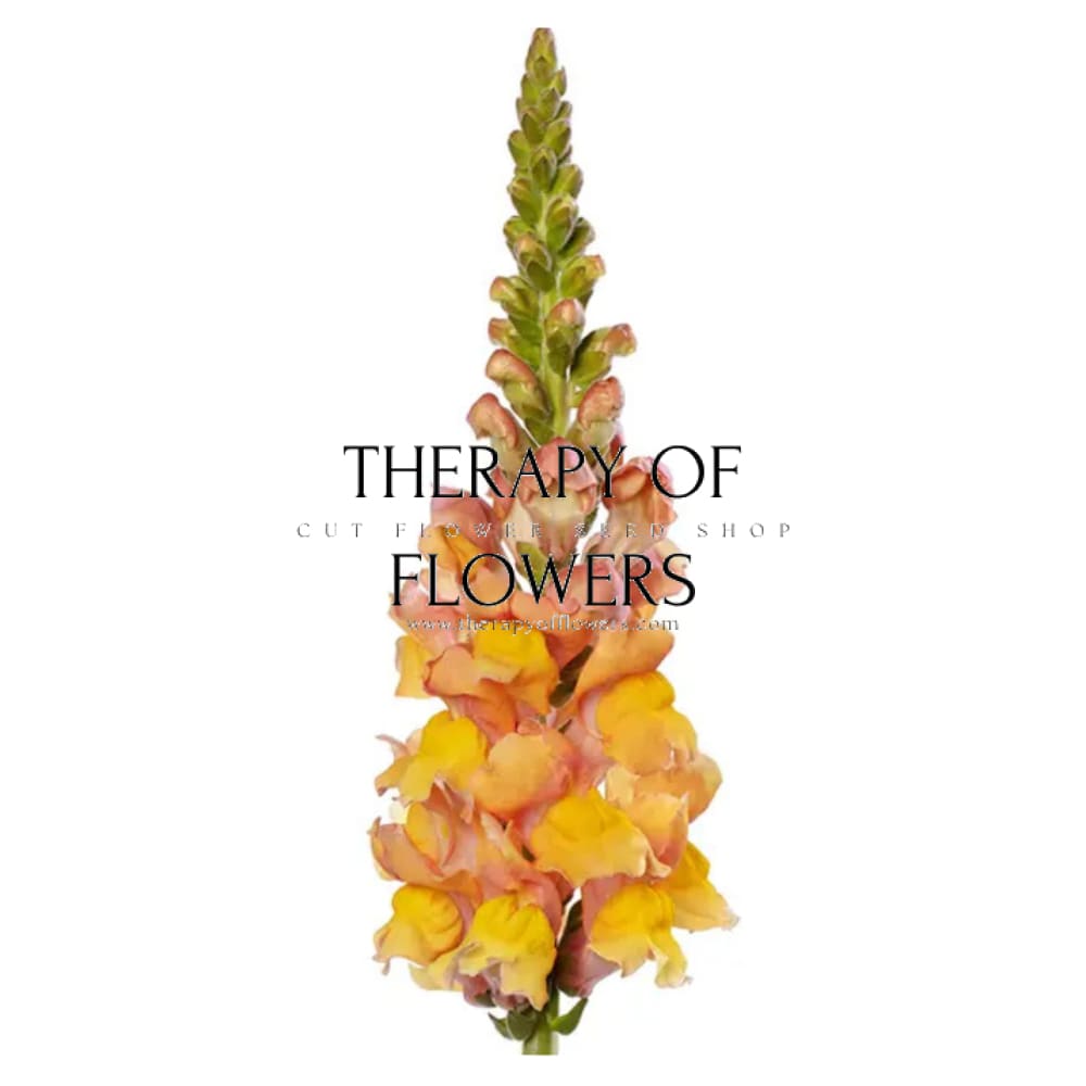 Snapdragon Orleans Light Orange F1 | Group 3,4 | Antirrhinum majus - Seeds