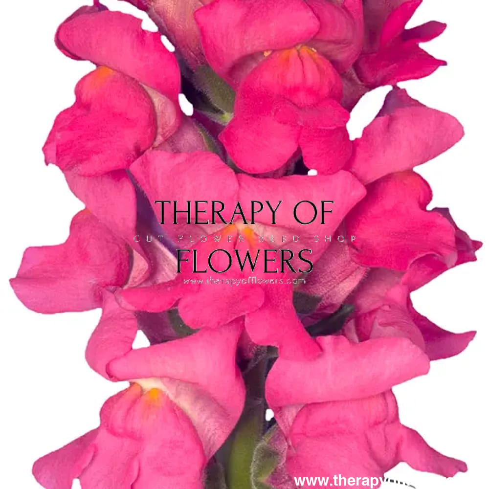 Snapdragon Orleans Rose F1 | Group 3,4 | Antirrhinum majus - Seeds