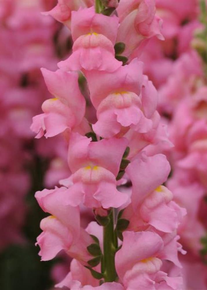 Snapdragon Potomac Early Pink | Group 3 | Antirrhinum majus therapyofflowers.com