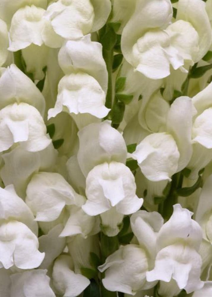 Snapdragon Potomac White | Group 3,4 | Antirrhinum majus therapyofflowers.com