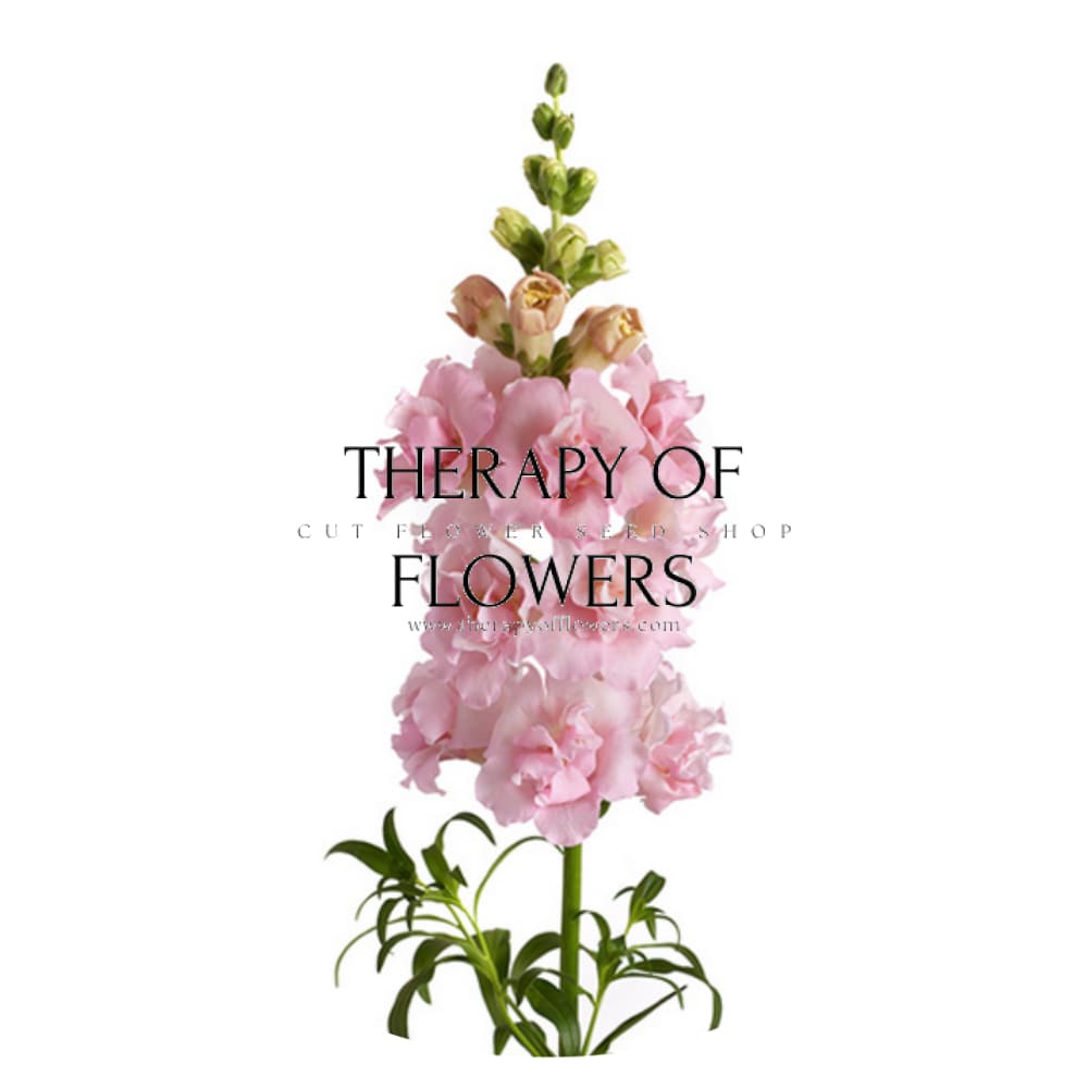 Snapdragon Snapstar Pink F1 | Group 1,2 | Antirrhinum majus therapyofflowers.com