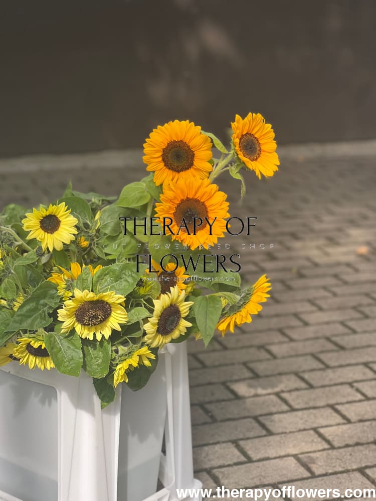 Sunflower Magic Orange PRO F1 | Helianthus annuus therapyofflowers.com