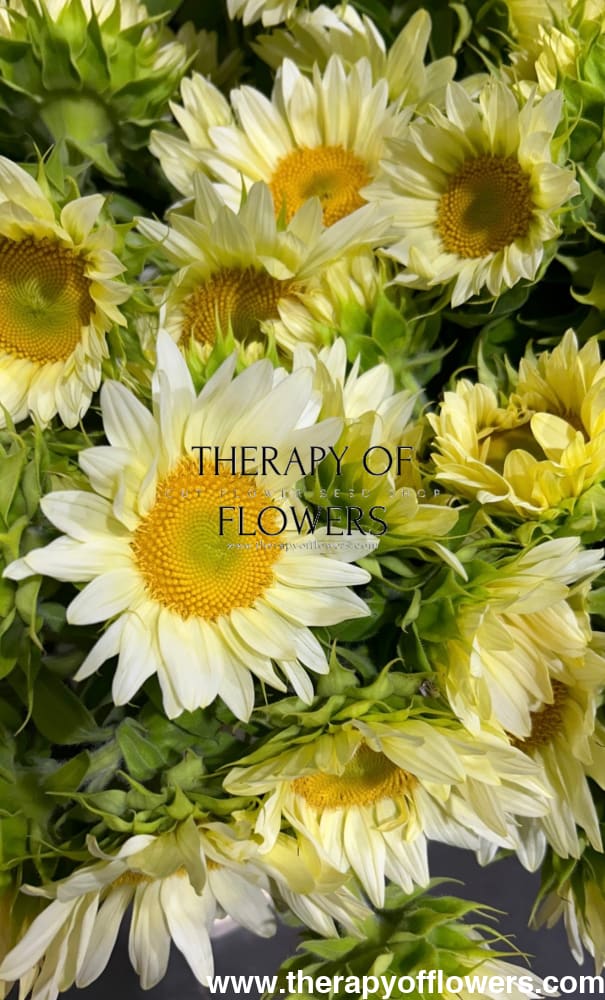 Sunflower ProCut® White Lite F1 | Helianthus annuus therapyofflowers.com