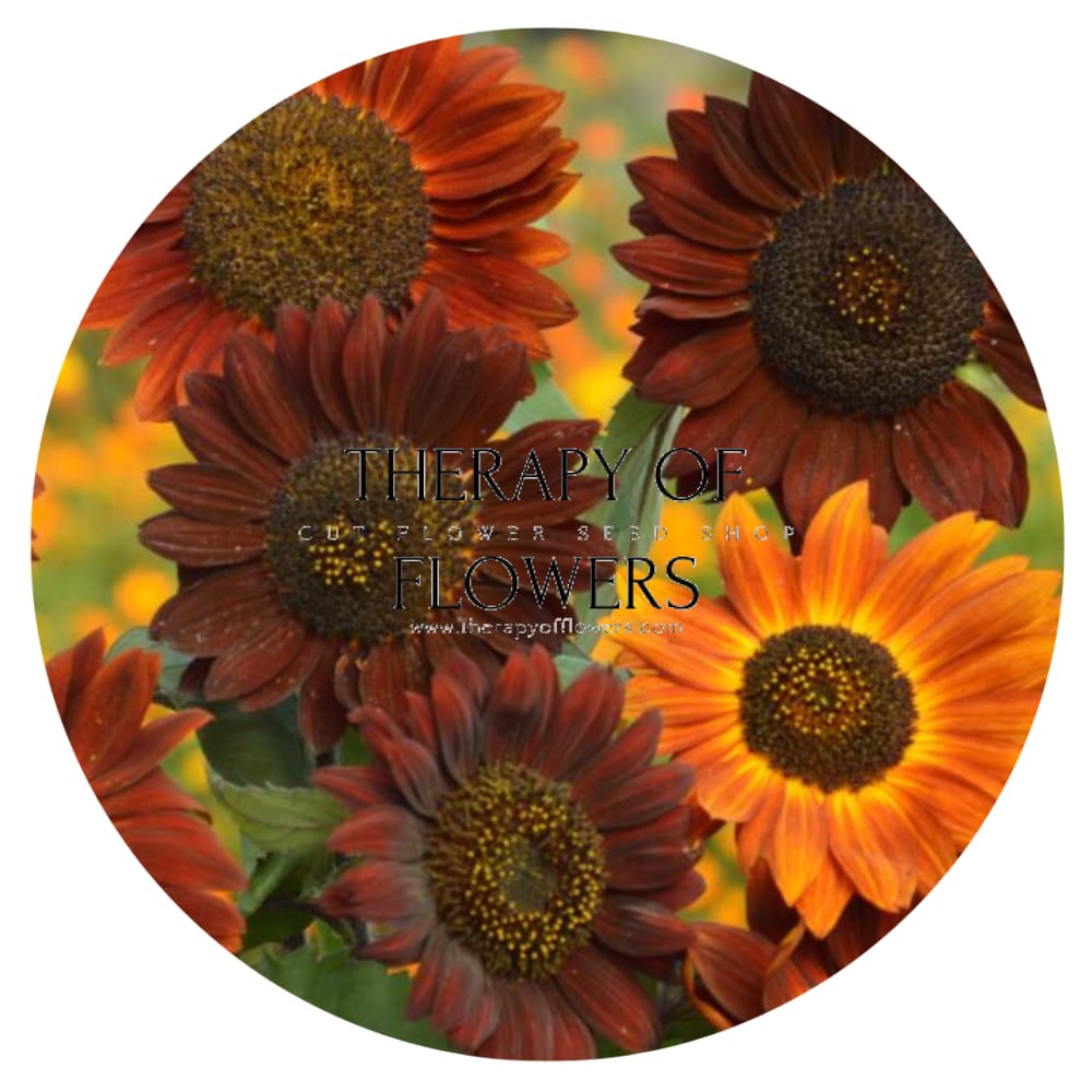 Sunflower Tall Red Sun | Helianthus annuus therapyofflowers.com