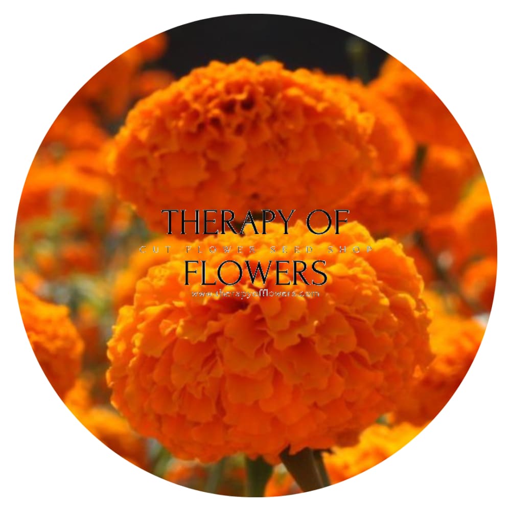 Tagetes erecta | Marigold Chedi® Orange therapyofflowers.com