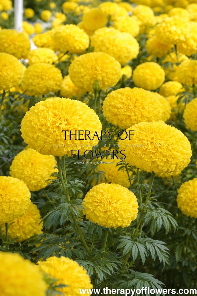 Tagetes erecta Chedi® Yellow | African Marigold | Cut Flower - 20 seeds / Light shade of yellow - seeds