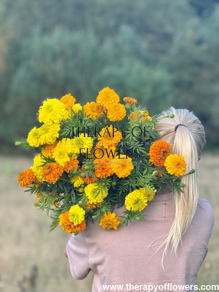 Tagetes erecta Chedi® Yellow | African Marigold | Cut Flower - 20 seeds / Light shade of yellow - seeds
