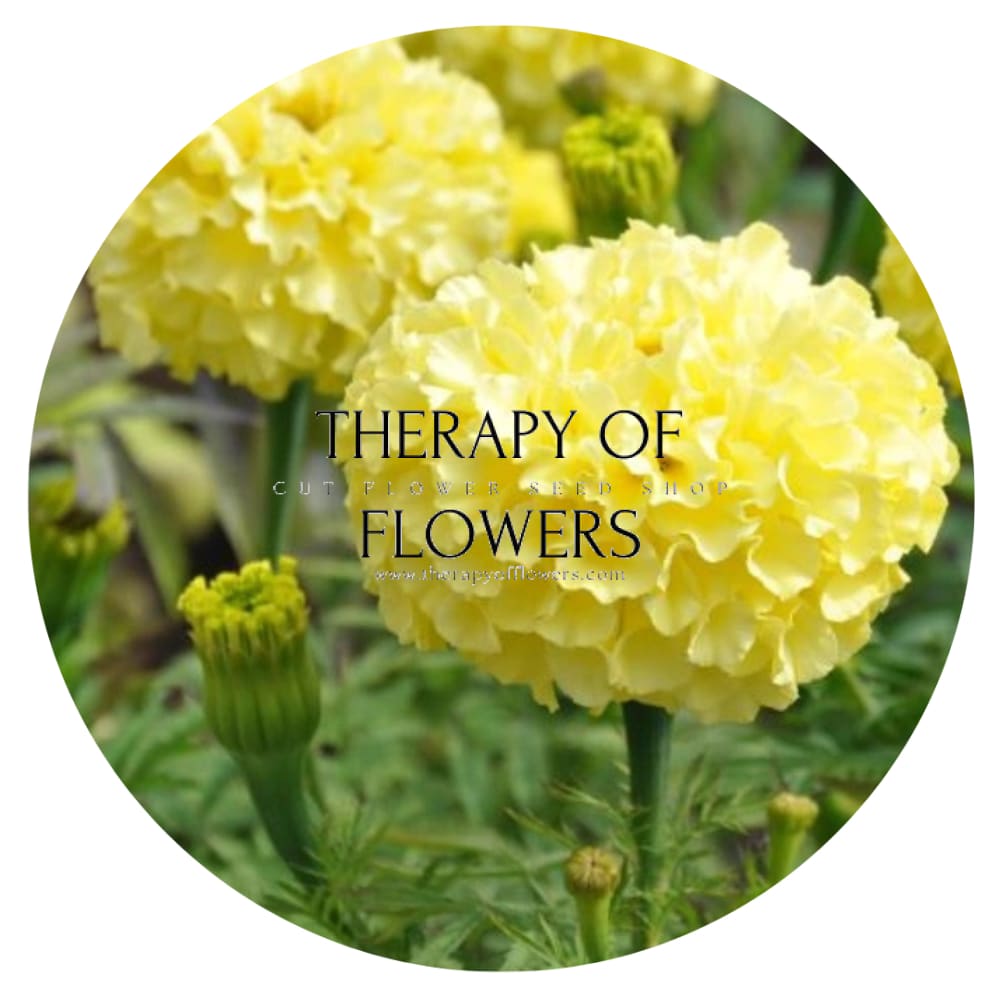 Tagetes erecta | Marigold Narai Creamy Yellow therapyofflowers.com